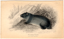 Phascolomys Wombat